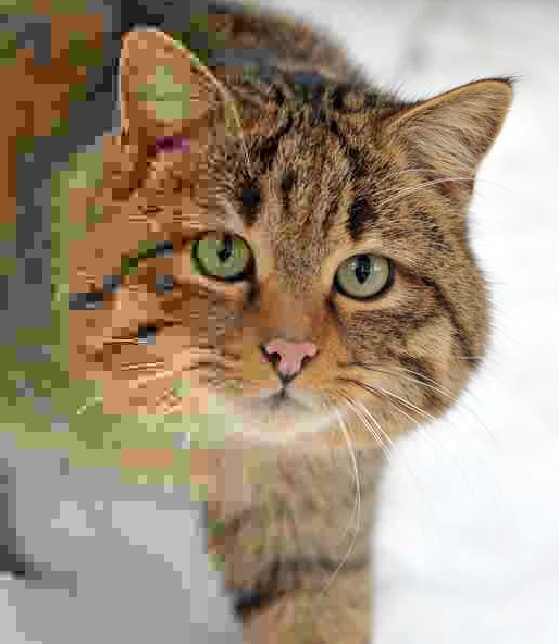 cat from wikipedia