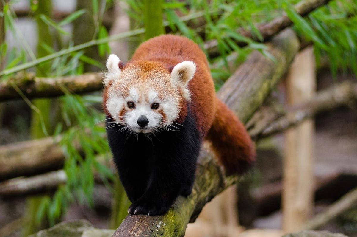 red panda